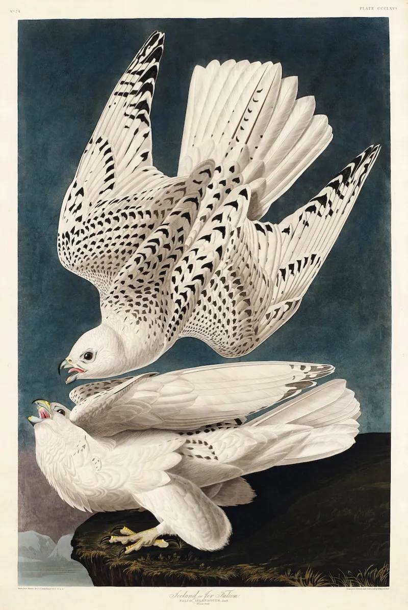 Two gyr falcons squabbling over prey